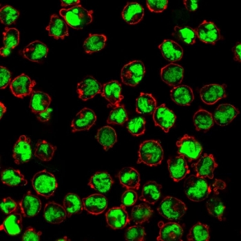 Human Nuclear Antigen Antibody K562 IF/ICC. Immunocytochemical staining of paraformaldehyde-fixed human K562 cells using Human Nuclear Antigen Antibody (clone 235-1) demonstrates strong green fluorescence localized predominantly within the nuclei of the cells. The staining pattern is consistent with recognition of Human Nuclear Antigen (HNA), a nuclear-associated marker widely used for identification and tracking of human-derived cells. Distinct nuclear labeling provides excellent visualization of nuclear morphology while preserving the rounded cellular appearance characteristic of K562 suspension cells. Counterstaining with Phalloidin (red) highlights the cortical actin cytoskeleton and cell boundaries, creating clear contrast between nuclear and cytoplasmic compartments. The observed staining supports the use of clone 235-1 for human cell identification, cell tracking studies, transplantation research, and immunocytochemical localization of human-derived cells in experimental systems.