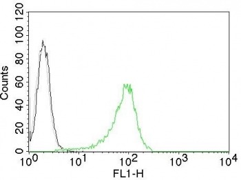 Human Nuclear Antigen Antibody CF488 Conjugate FACS. Intracellular flow cytometry testing of human 293T cells with Human Nuclear Antigen antibody; Black=cells alone, Gray=isotype control, Green= Human Nuclear Antigen antibody.