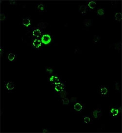 Immunofluorescent staining of human PBM cells with CD8a antibody clone RIV11.