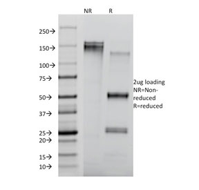 SDS-PAGE analysis of purified, BSA-free CD8 antibody clone RIV11 as confirmation of integrity and purity.