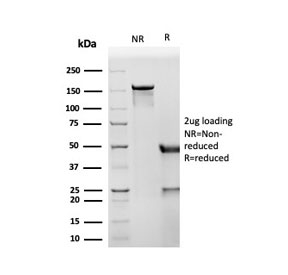 SDS-PAGE analysis of purified, BSA-free CD8A Antibody / Adaptive Immunity Marker Antibody (clone SPM548) as confirmation of integrity and purity.