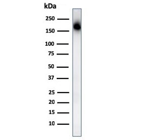 Western blot testing of human spleen lysate with CD45RA antibody. Expected molecular weight: 147-220 kDa depending on glycosylation level.
