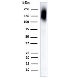 Western blot testing of CD45RB antibody and human spleen lysate. Expected molecular weight: ~147/180-220 kDa (unmodified/glycosylated).