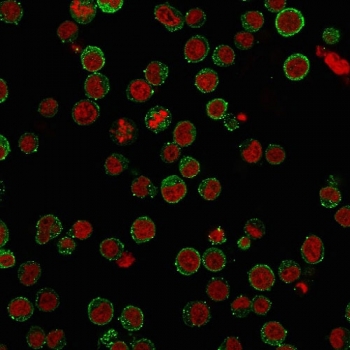 Immunofluorescent staining of PFA-fixed human Jurkat cells with anti-CD45RA antibody (green, clone SPM568) and Reddot nuclear stain (red).