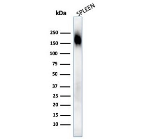 Western blot testing of human spleen lysate with CD45RA antibody (clone SPM568). Expected molecular weight: 147-220 kDa depending on glycosylation level.