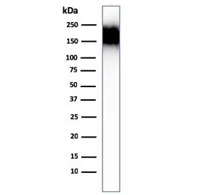 Western blot testing of human spleen lysate with CD45RA antibody (clone SPM504). Expected molecular weight: 147-220 kDa depending on glycosylation level.