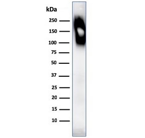 Western blot testing of human spleen lysate with CD45RB antibody (clone SPM569).