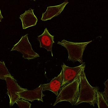p21 /p21WAF1 Antibody IF. Immunofluorescent staining of human HeLa cells with p21 antibody (red, clone CIP1/823) and Phalloiden (green).