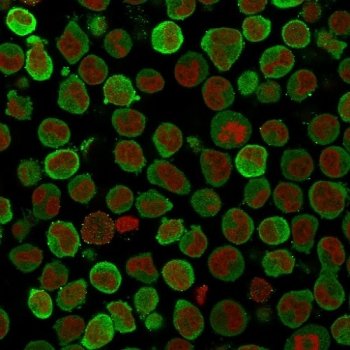 Calponin Antibody Immunofluorescent. IF staining of PFA-fixed human K562 cells with Calponin antibody (clone SPM169, green) and Reddot nuclear stain (red).