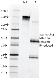 SDS-PAGE analysis of purified, BSA-free Fibronectin antibody (clone 568) as confirmation of integrity and purity.