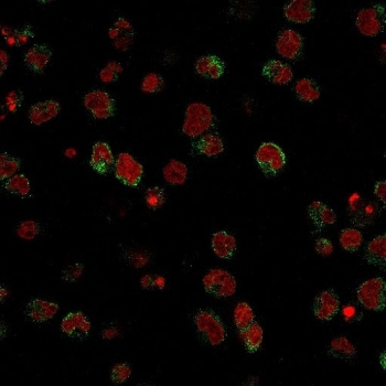 Immunofluorescent staining of human U937 cells with Calponin antibody (clone SPM490, green) and Reddot nuclear stain (red).