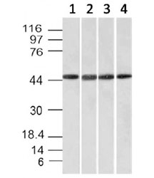 EMI1 Antibody Multi-Cell Line WB. Western blot analysis of 1) HeLa, 2) HepG2, 3) human 293, and 4) K562 cell lysates using EMI1 Antibody / Cell Cycle Checkpoint Regulator Antibody demonstrates distinct bands at approximately 45-50 kDa, consistent with the predicted molecular weights of Early mitotic inhibitor 1 / FBXO5 isoforms 1 and 2. The observed expression pattern aligns with the role of EMI1 as a regulator of APC/C-associated checkpoint signaling, mitotic progression, and proliferative cell cycle control.