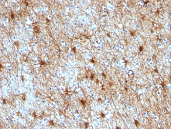IHC: Formalin-fixed, paraffin-embedded human cerebellum stained with GFAP antibody cocktail (GA-5 + ASTRO/789).