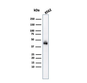 Western blot testing of human K562 cell lysate with Glycophorin A antibody (clone GYPA/280). Expected molecular weight: routinely observed at ~16/38 kDa.