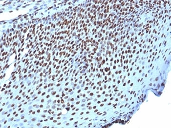 IHC: Formalin-fixed, paraffin-embedded human tonsil stained with Histone H1 antibody (clone AE-4).