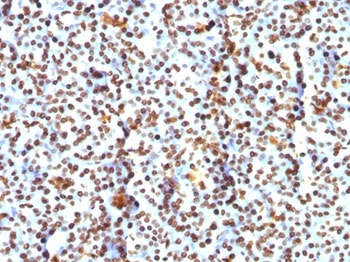 IHC: FFPE human pancreas tested with Histone H1 antibody (clone AE-4).
