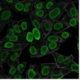 Histone H1 Antibody for IF. Immunofluorescence analysis of total histone H1 expression in PFA-fixed human HeLa cells using Histone H1 Antibody (green). Strong nuclear staining is observed, consistent with localization of linker histone H1 within chromatin and its role in nucleosome spacing and higher-order chromatin organization. Clone AE-4 antibody demonstrates uniform nuclear distribution with minimal cytoplasmic signal. Actin filaments are labeled with phalloidin (red), providing cytoskeletal contrast to the chromatin-associated histone signal.