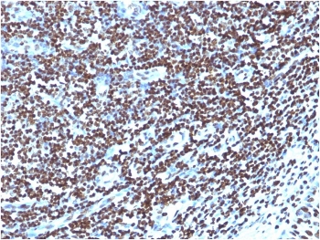 IHC: Formalin-fixed, paraffin-embedded human tonsil stained with Histone antibody (clone 1415-1).