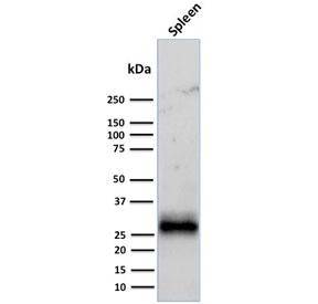Western blot testing of human spleen tissue lysate with HLA-DR antibody cocktail (clones LN3 + HLA-DRB/1067). Expected molecular weight ~30 kDa.