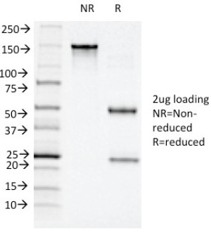 SDS-PAGE Analysis of Purified, BSA-Free CD11c Antibody (clone ITGAX/1243). Confirmation of Integrity and Purity of the Antibody.
