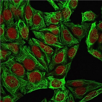 Immunofluorescent staining of methanol-fixed human HeLa cells with Cytokeratin 7 antibody (green, clone K72.7) and Reddot nuclear stain (red).