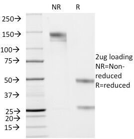 SDS-PAGE analysis of purified, BSA-free Cytokeratin 19 antibody (clone KRT19/799) as confirmation of integrity and purity.