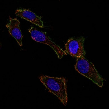 EpCAM Antibody CF488 Conjugate IF. Immunofluorescent staining of human SK-OV-3 cells with CF488-conjugated EpCAM antibody (clone EGP40/826, green), phalloidin (red) and DAPI nuclear stain (blue).