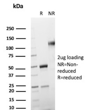 SDS-PAGE analysis of purified CD146 Antibody (clone MUC18/1130).
