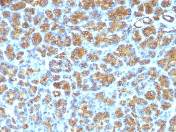 IHC: FFPE human pancreas tested with MFG-E8 antibody (SPM291)