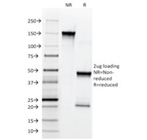 SDS-PAGE analysis of purified, BSA-free NGF Receptor antibody (clone SPM299) as confirmation of integrity and purity.