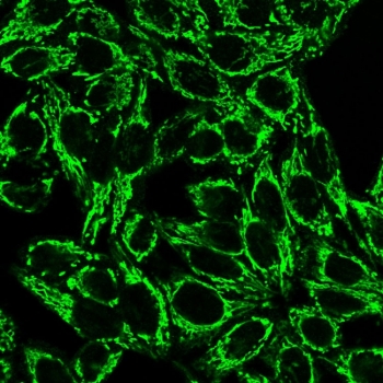 Immunofluorescent staining of PFA fixed human HeLa cells with Cytochrome C antibody (clone 6H2.B4).