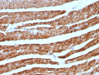 IHC: Formalin-fixed, paraffin-embedded human heart stained with Cytochrome C antibody cocktail (clones 7H8.2C12 + CYCS/1010).