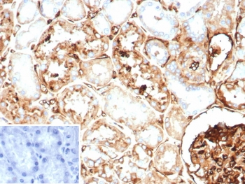 IHC staining of FFPE human kidney tissue with Beta-2 Microglobulin antibody (clone BBM.1). HIER: boil tissue sections in pH 9 10mM Tris with 1mM EDTA for 20 min and allow to cool before testing.