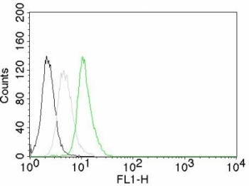 Flow cytometry of human Jurkat cells. Black: cells alone; Grey: isotype control; Green: AF488-labeled Cyclin D1 antibody (CCND1/809).