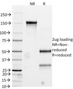 SDS-PAGE Analysis of Purified, BSA-Free Bcl2 Antibody cocktail (BCL2/782). Confirmation of Integrity and Purity of the Antibody.
