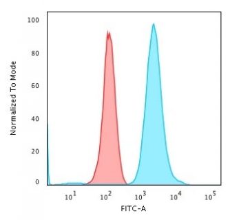 Flow cytometry testing of PFA-fixed human K562 cells with Fascin antibody (clone FSCN1/417); Red=isotype control, Blue= Fascin antibody.