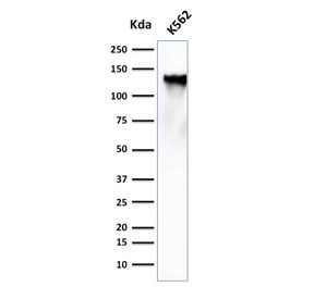 Western blot analysis of human K562 lysate using CD43 antibody (clone SPN/839). Expected molecular weight: 45-135 kDa depending on glycosylation level.