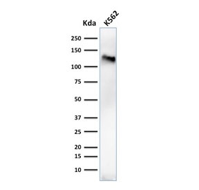 Western blot testing of human K562 cell lysate with CD43 antibody (clone 84-3C1). Predicted molecular weight 45-135 kDa depending on glycosylation level.