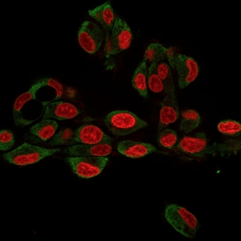 Immunofluorescent staining of human HepG2 cells with GRP94 antibody (clone 9G10.F8.2, green) and Reddot nuclear stain (red).