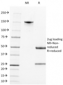 SDS-PAGE analysis of purified, BSA-free CD2 antibody (clone LFA2/600) as confirmation of integrity and purity.