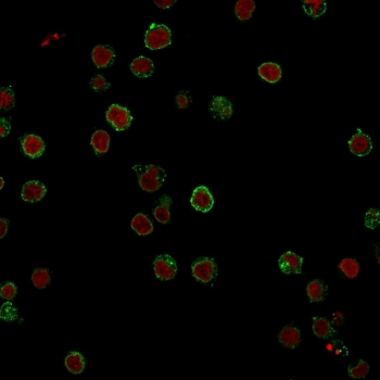 CD3e Antibody Clone CRIS-7. Immunofluorescence analysis of CD3 Epsilon / CD3E antibody staining in FFPE human Jurkat cells using CD3e Antibody Clone CRIS-7 / CD3 Epsilon Monoclonal Antibody. CD3-positive cells are detected as bright green membrane-associated fluorescence outlining individual cells, consistent with cell surface localization of the T-cell receptor complex. Reddot nuclear stain (red) marks nuclei, providing clear cellular context. The staining shows uniform CD3 expression across Jurkat cells with distinct membrane signal and low background, supporting specific detection of CD3 epsilon.
