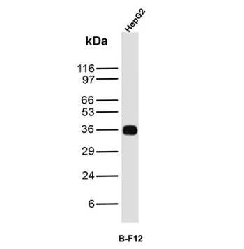 CD7 Antibody HepG2 WB. Western blot analysis of human HepG2 cell lysate using CD7 antibody detecting CD7, clone B-F12. A band is observed at approximately 35-40 kDa, consistent with the expected molecular weight of CD7, a transmembrane glycoprotein typically expressed on T lymphocytes and natural killer cells. Detection in HepG2 cells may reflect low-level or context-dependent expression or background signal.