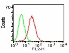 Flow cytometry testing of KG-1 cells using anti-CD34 antibody (red) and isotype control (green).