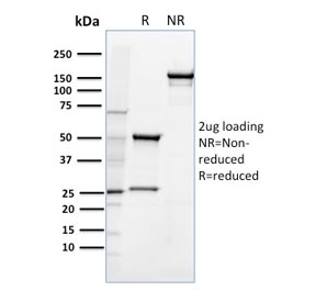 SDS-PAGE Analysis of Purified, BSA-Free CD36 Antibody clone 185-1G2. Confirmation of Integrity and Purity of the Antibody.