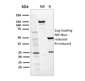 SDS-PAGE analysis of purified, BSA-free CD36 antibody GPIIIb/1654 as confirmation of integrity and purity.
