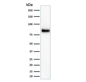 CD44 Antibody Human Cell Line WB. Western blot analysis of CD44 / CD44 antigen expression in human HeLa cell lysate using Cancer Stem Cell Marker Antibody clone HCAM/918. A band is detected at approximately 80-95 kDa, consistent with the predicted molecular weight of CD44 (CD44 / CD44 antigen). CD44 is a glycosylated transmembrane protein, and the observed band reflects the core protein with variation in apparent molecular weight due to glycosylation of the extracellular domain. The detected signal supports CD44 expression in HeLa cells and is consistent with its role as a cell surface marker associated with heterogeneous cell populations.
