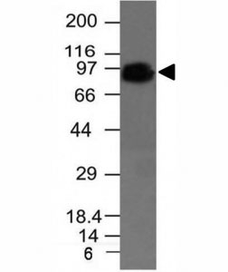 CD44 Antibody Human Prostate Cancer Cell WB. Western blot analysis of CD44 / CD44 antigen expression in human DU145 cell lysate using Cancer Stem Cell Marker Antibody clone HCAM/918. A band is detected at approximately 80-95 kDa, consistent with the predicted molecular weight of CD44 (CD44 / CD44 antigen). CD44 is a glycosylated transmembrane protein, and the observed band reflects the core protein with migration variability due to glycosylation of the extracellular domain. The detected signal supports CD44 expression in DU145 cells and aligns with its role as a marker associated with heterogeneous tumor cell populations.