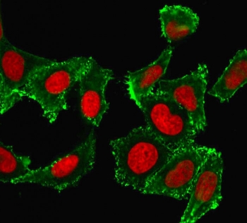 CD44 Antibody HeLa Cell IF. Immunofluorescence analysis of CD44 / CD44 antigen expression in human HeLa cells using mouse monoclonal antibody clone DF1485 (green) with Reddot nuclear stain (red). Membrane-associated and peripheral cytoplasmic fluorescence is observed, outlining cell borders and highlighting cell surface localization consistent with CD44 expression. The staining pattern demonstrates heterogeneous distribution across cells and supports its use for visualizing CD44-mediated cell surface interactions and cellular morphology in cultured human cells.