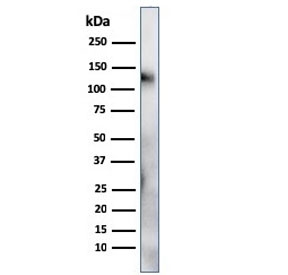 Western blot testing of human spleen lysate with CD68 antibody (clone LAMP4/824). Expected molecular weight: 37-110 kDa depending on glycosylation level.