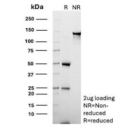 SDS-PAGE analysis of purified, BSA-free CD70 Antibody Clone BU69 as confirmation of integrity and purity.